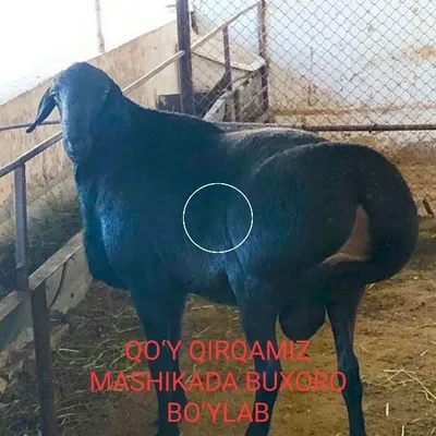Стрижём овец машинкой по Бухаре