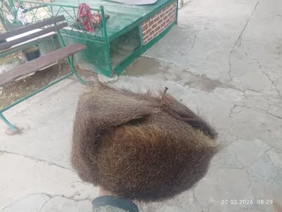 Nutriyali ushanqa shapka 50000 soʻmga 1