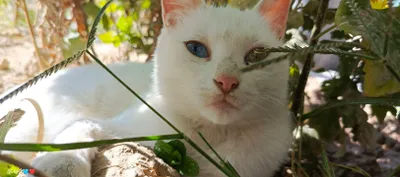 Продаётся кот 1