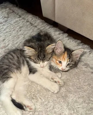 Котята 1,5 месяца 1