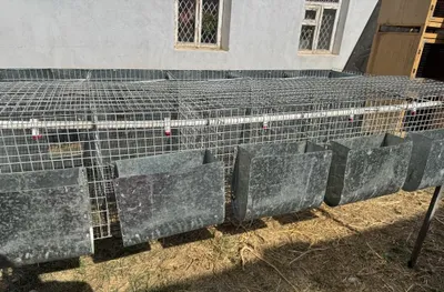 Quyon qafas sotiladi xolati ideal roddomlari bilan 1