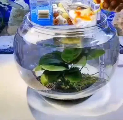 Plastik akvariumlar. 1