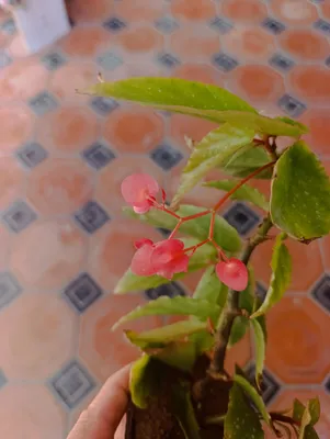 Tamaya begoniyasini sotaman, hozir gullayapti 1