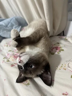 Вязка кошка сотиш мас 1
