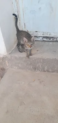 Домашняя кошка в добрые руки 1
