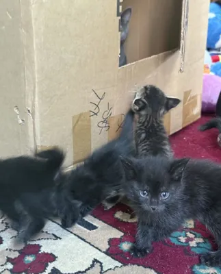 Британские котята 1