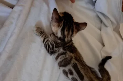 Бенгальские котята 1