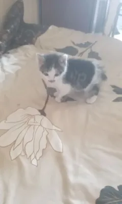 Одам бесплатно котенок