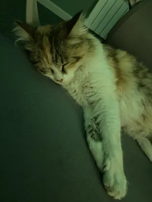 Кошка (домашняя) 1