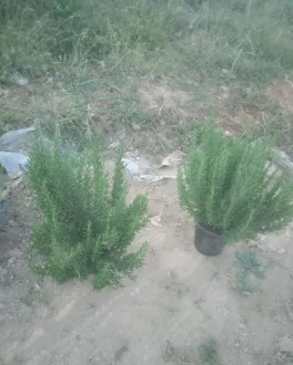 Продаются саженцы лазварина 1