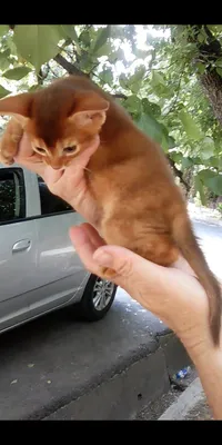 Продаётся котёнок 1