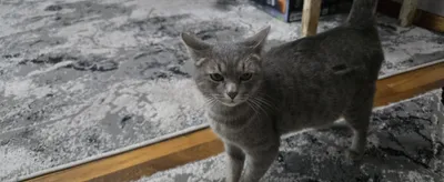 Беременная кошка, в хорошие руки 1