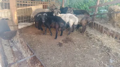 Tagal barralar katta kichik harxel suyibxam beramiz 1
