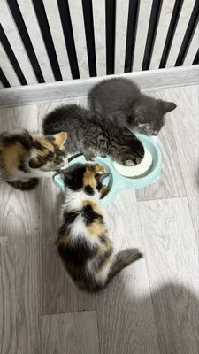 Котята маленькие хорошинькие только в хорошие ручки отдам даром 1
