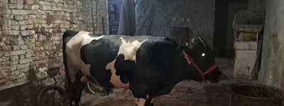 Smental buqa sotiladi 1