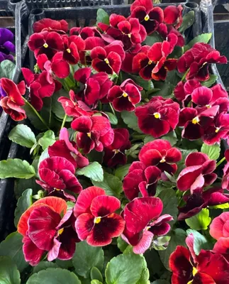 Viola, капалак гул 1