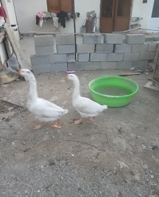 Oq g‘ozlar, bir juft oila 1