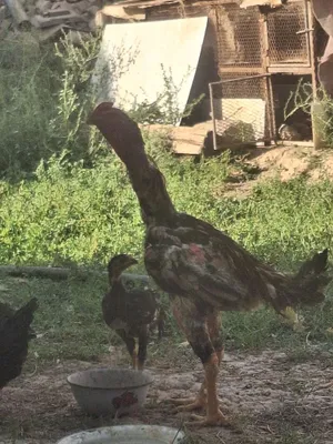 Туляк, видевший круг петушиных боёв «Куланги» 1