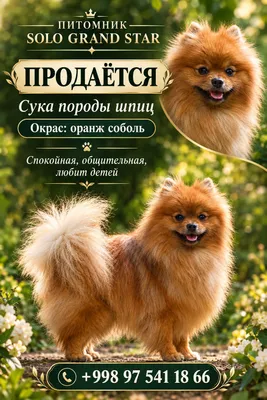 Shpits zotli urg‘ochi it