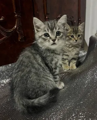 Британские короткошёрстные котята 1