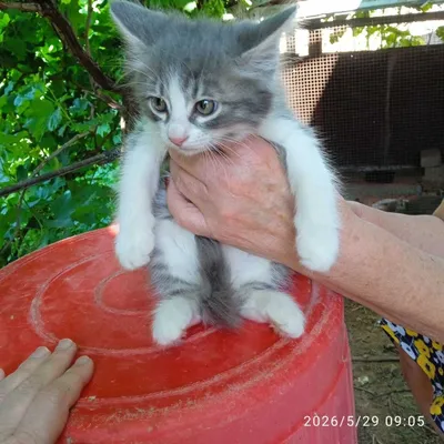 КОТЯТА отдадим в хорошие руки бесплатно! 1