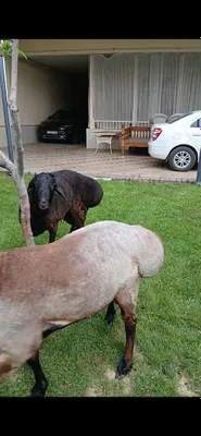 Продаются упитанные бараны