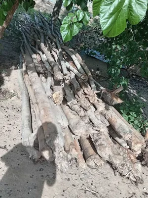 Отын, отын курак, дрова otin kurak 1