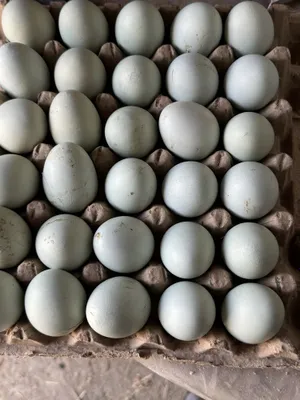 Цена куриных яиц — 7000 1