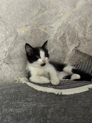 Котята маленькие домашние 1