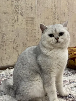 Вязка ! Кот серебристый шиншилла Честокровный кот 1