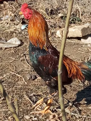 Dakan xoʻroz bor 1