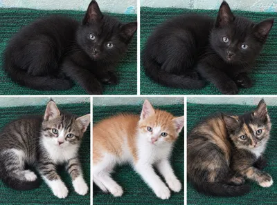 котята отдаются в добрые руки 1