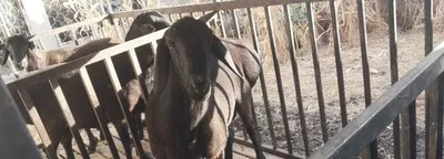 Продаётся породистый хисорский баран 1