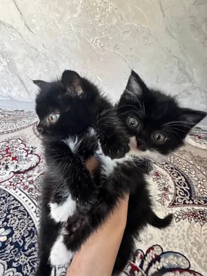 Porno xotini qarzi bilan rus Guruh jinsiy aloqa uchun birinchi marta xotini shaxsiy video