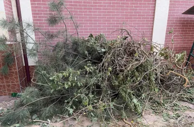 Бесплатные дрова в Юнусабаде 1