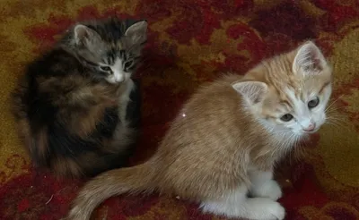 Отдам котят в добрые руки! 1