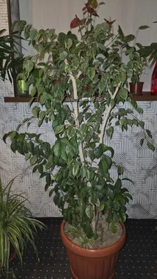 Фикус — горшечное дерево 1