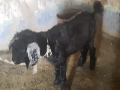 Takavoy va Echkivoy 1