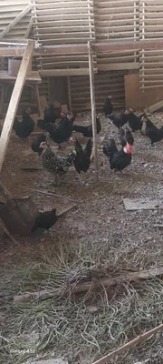 Продаются японские куры и петухи. 1