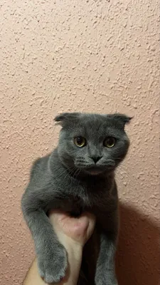 Шодландская вислоухая кошка (Scottish Fold) 1