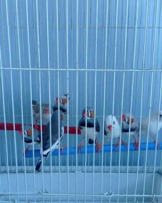 Amadinka qushlar sotiladi 1