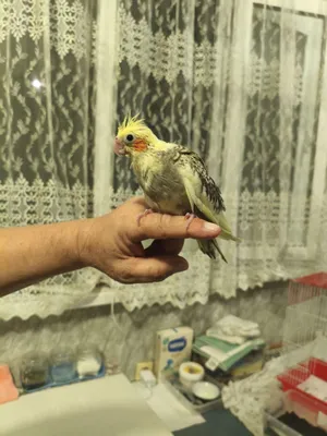 Продаётся попугай 1