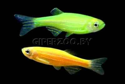 Danio baliq 1