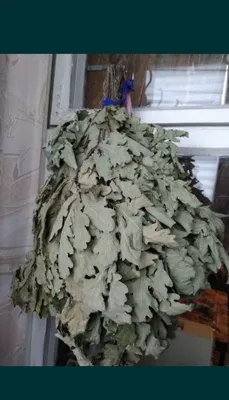 дубовые веники, для сауны , бани , большие. Плотные 1