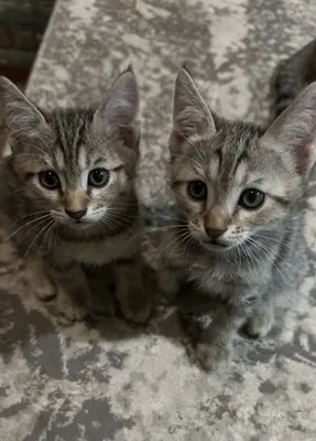 Отдам бесплатно котят в хорошие руки 1