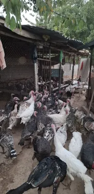 Продаются индюки 1
