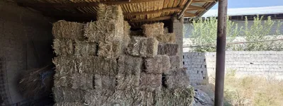 Продаются макаки 1