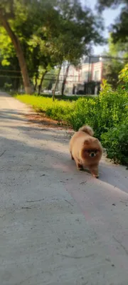 Pomeryan shpits erkak juftlash uchun