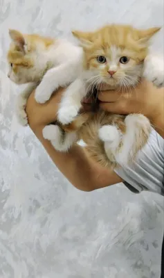 Кошки бесплатно 1