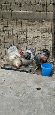 Продаются карликовые кохинхинские петушки 1